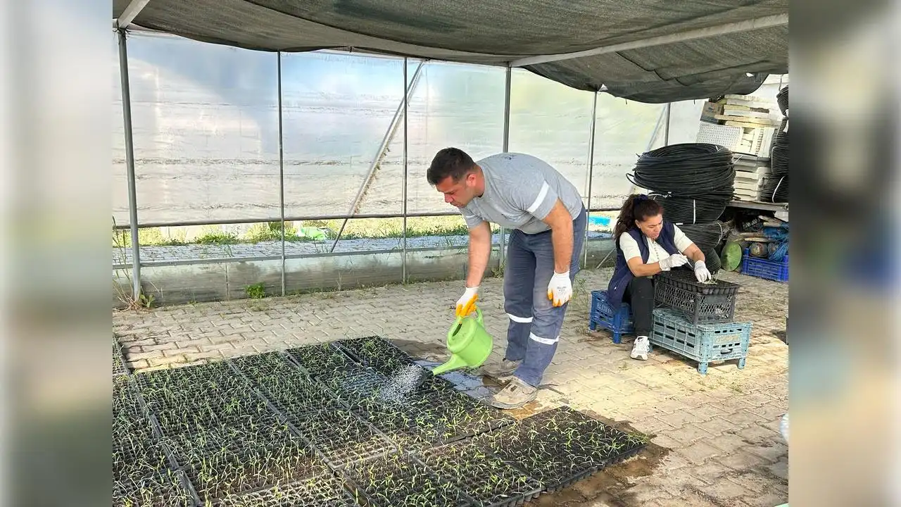 Seferihisar'da tohum seferberliği