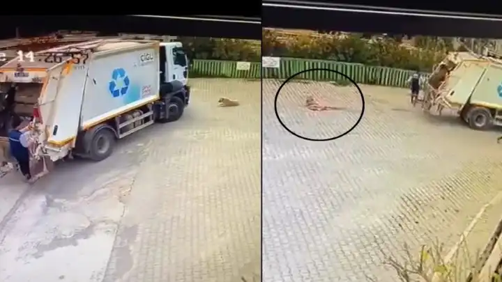 Çiğli’de sokak köpeğini ezen çöp kamyonu şoförüne soruşturma başlatıldı