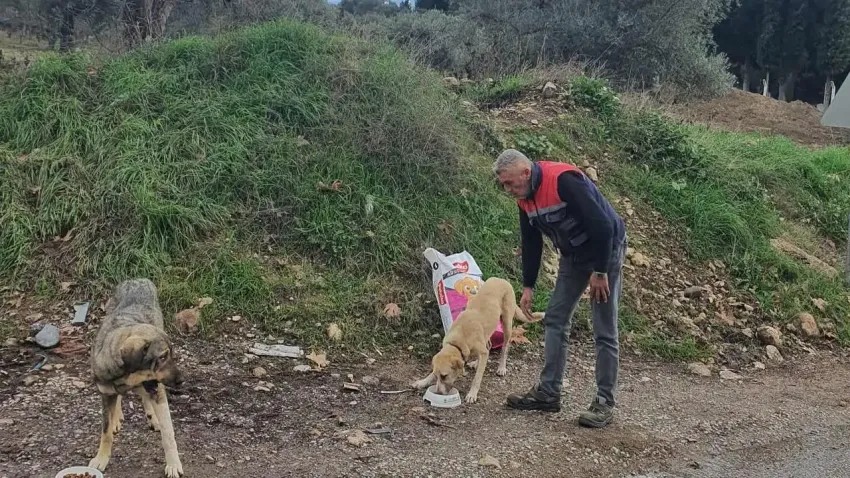 Torbalı Belediyesi sokak hayvanları için çalışıyor