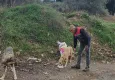 Torbalı Belediyesi sokak hayvanları için çalışıyor