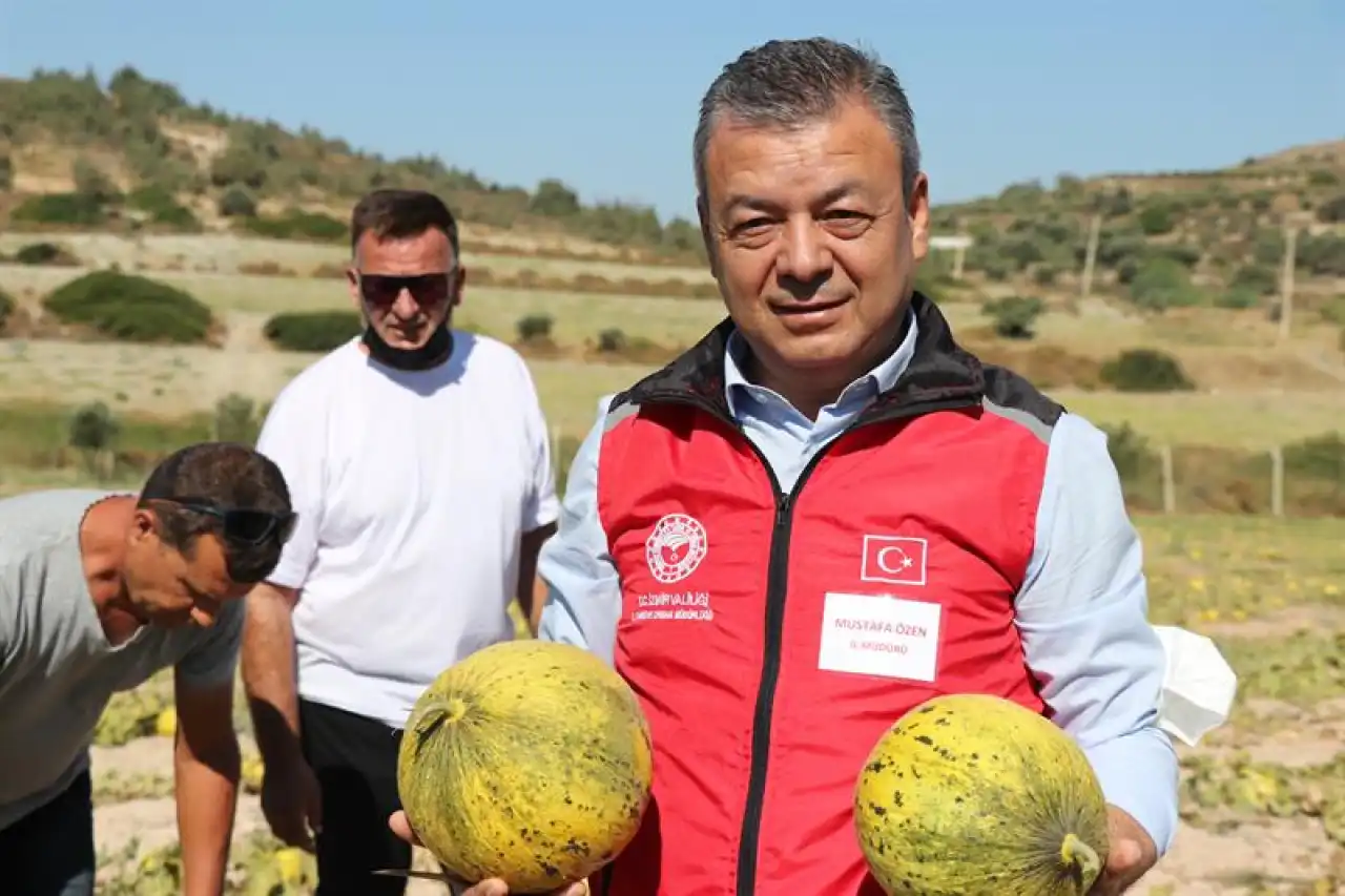 Coğrafi İşaretli “Çeşme Kavunu” Hasat Ediliyor haberinin görseli