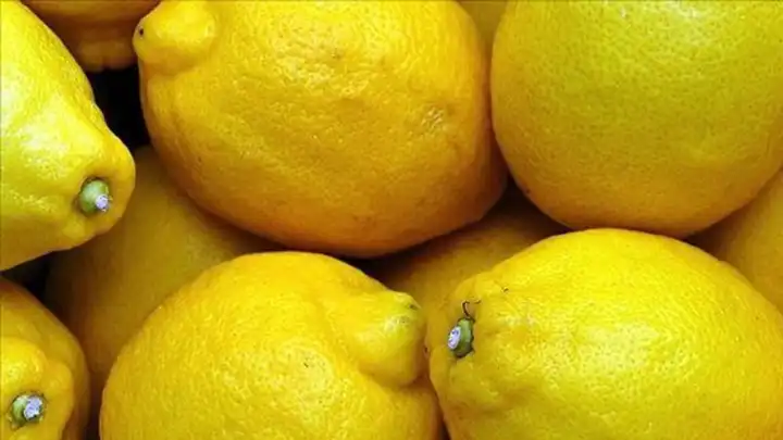Limon ihracatındaki kısıtlama kaldırıldı haberinin görseli