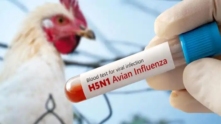 Kuş gribi alarmı! haberinin görseli