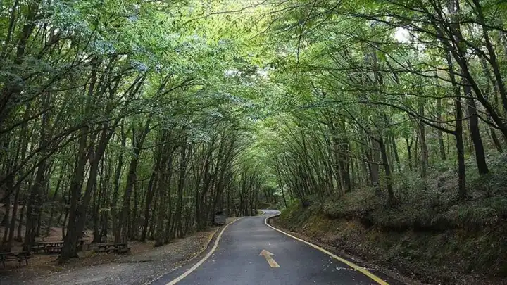 Muğla'da bazı bölgelerde ormanlık alanlara giriş yasağı uygulanacak haberinin görseli