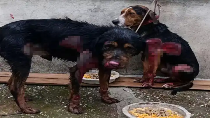 Burdur’da otomobille sürüklenen 2 köpek tedavi altına alındı haberinin görseli