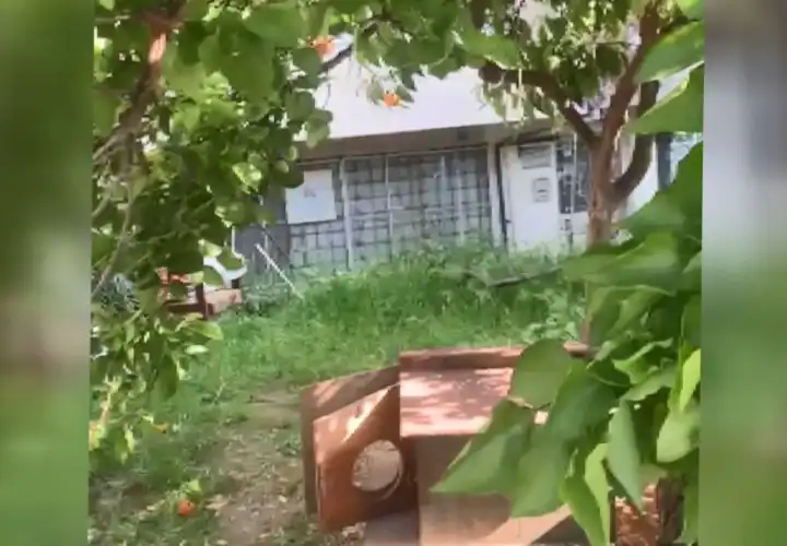 Bursa’da 8 yavru kedi kesici aletle öldürülmüş halde bulundu haberinin görseli