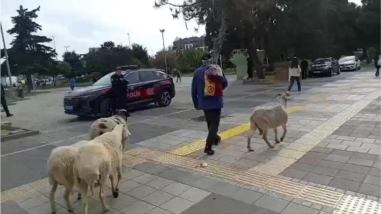 Koyunlarıyla yürüyüşe çıktı haberinin görseli