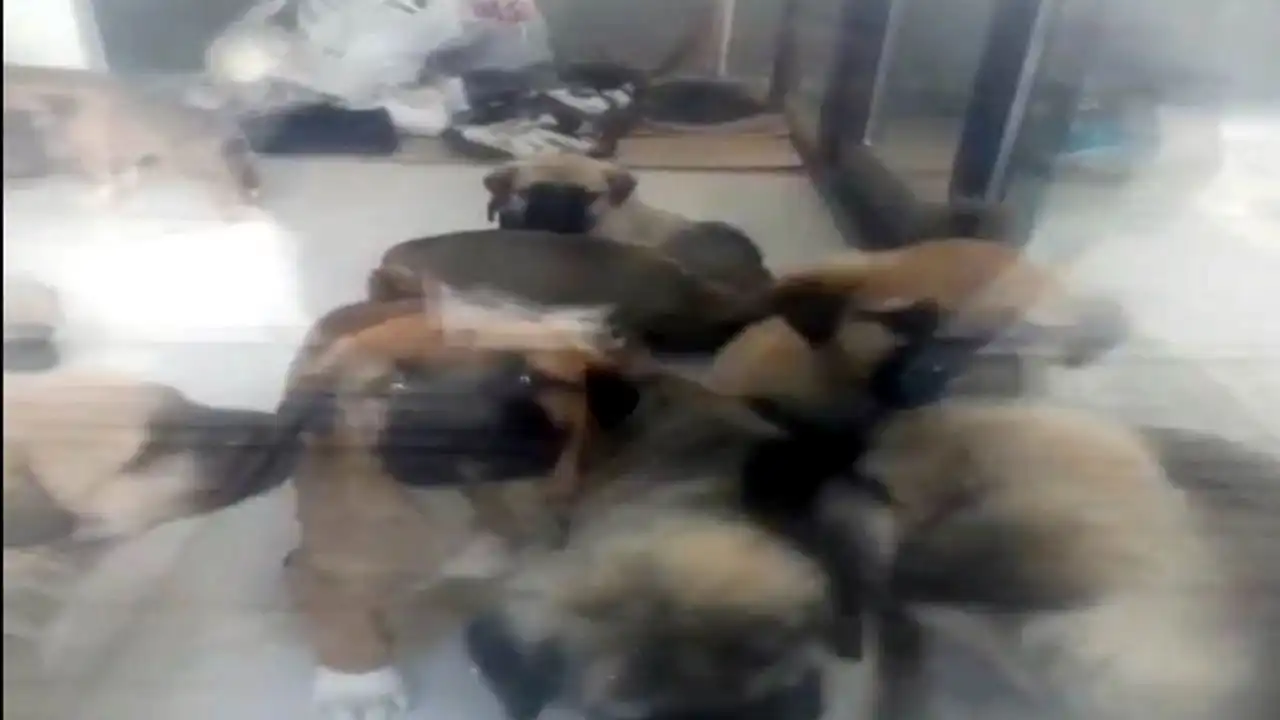 Sahiplendiği 26 köpeğin canına kıyan doktorun savcılık ifadesi ortaya çıktı! haberinin görseli