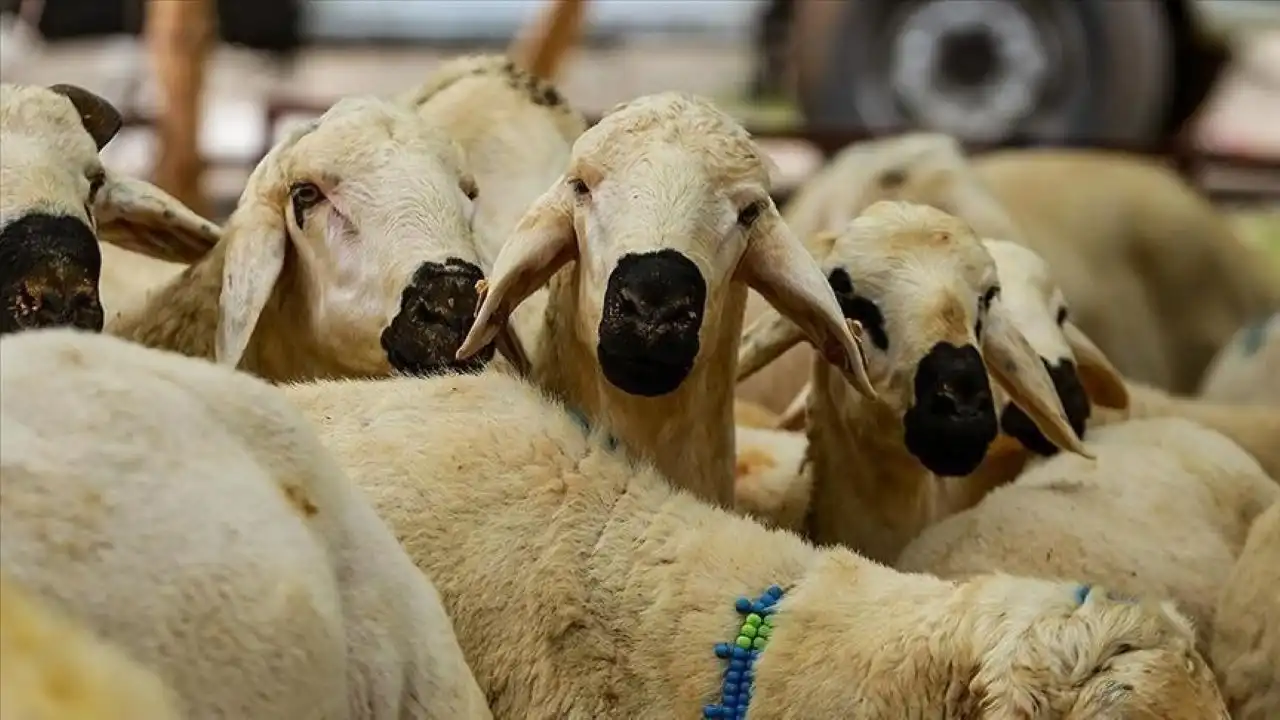 2025 Kurban Bayramı düzenlemesi Resmi Gazete’de: Kurallara uymayana ceza yağacak! haberinin görseli