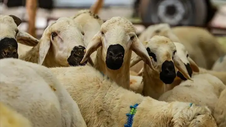 2025 Kurban Bayramı düzenlemesi Resmi Gazete’de: Kurallara uymayana ceza yağacak!