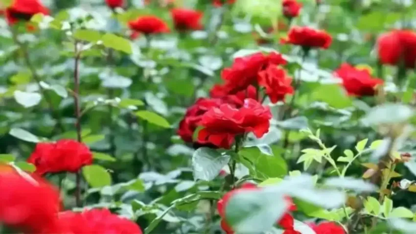 2025 Hıdırellez duası: Gül ağacına dileğini asan bu duayı okuyor! haberinin görseli