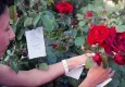 Hıdırellez’de nasıl dilek tutulur? Hıdırellez'de gül ağacının altına dilek ne zaman gömülür?