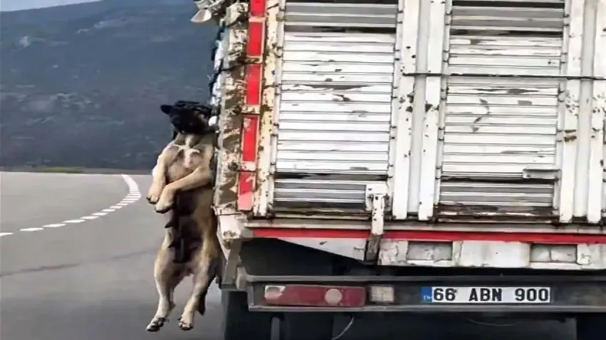 Yozgat’ta bir köpek iple asılı halde kamyonet kasasından sarkıtıldı: Sürücüye adli işlem başlatıldı haberinin görseli