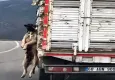 Yozgat’ta bir köpek iple asılı halde kamyonet kasasından sarkıtıldı: Sürücüye adli işlem başlatıldı