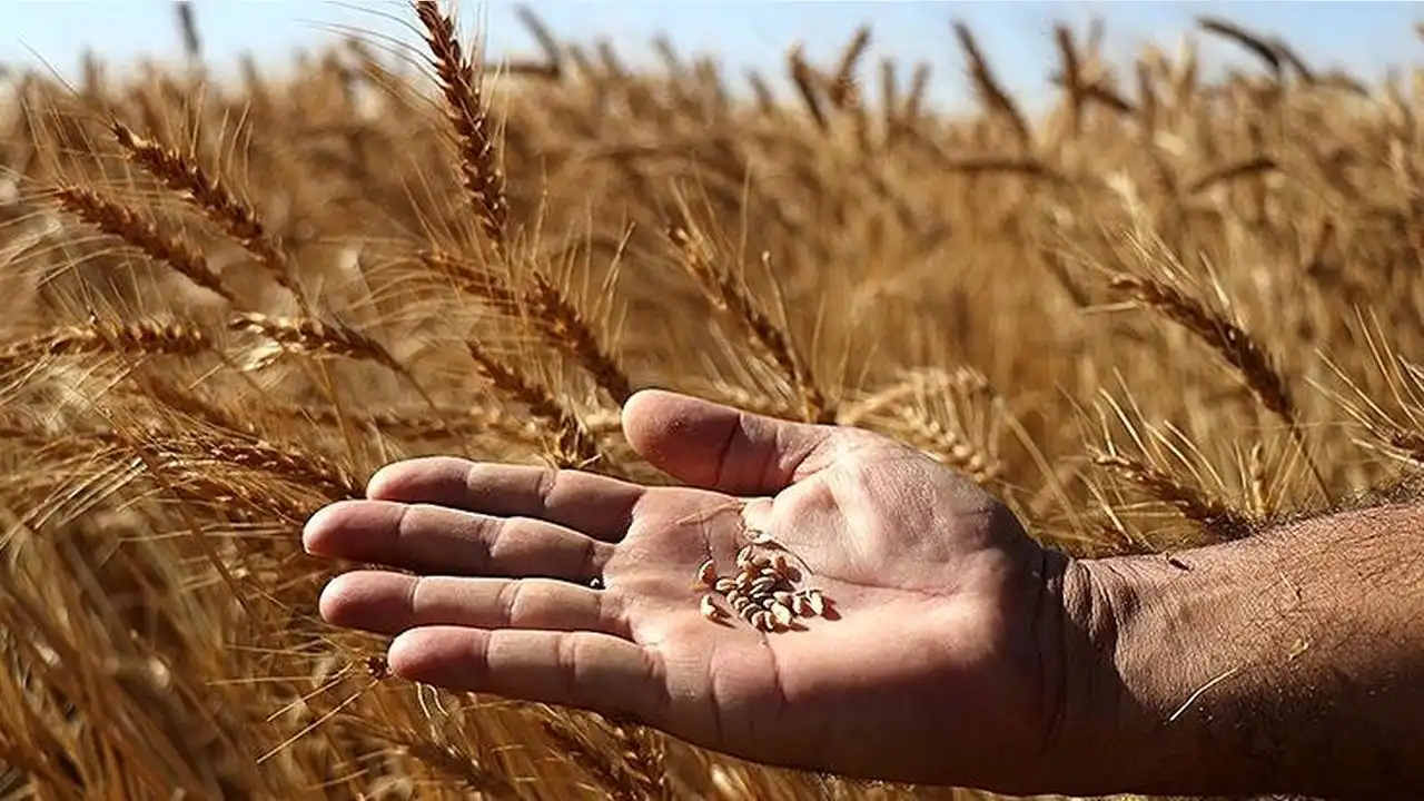 Bitki ıslahı, kuraklık, hastalıklar ve zararlılara karşı kalkan oluyor haberinin görseli