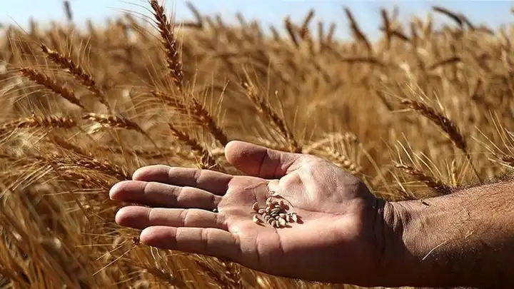 Bitki ıslahı, kuraklık, hastalıklar ve zararlılara karşı kalkan oluyor