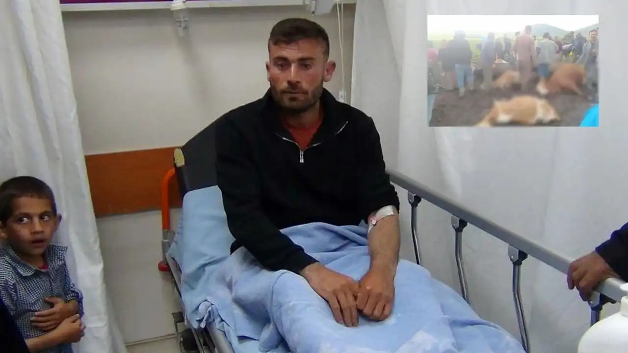 Kurban Bayramı öncesi 10 büyükbaş öldü haberinin görseli