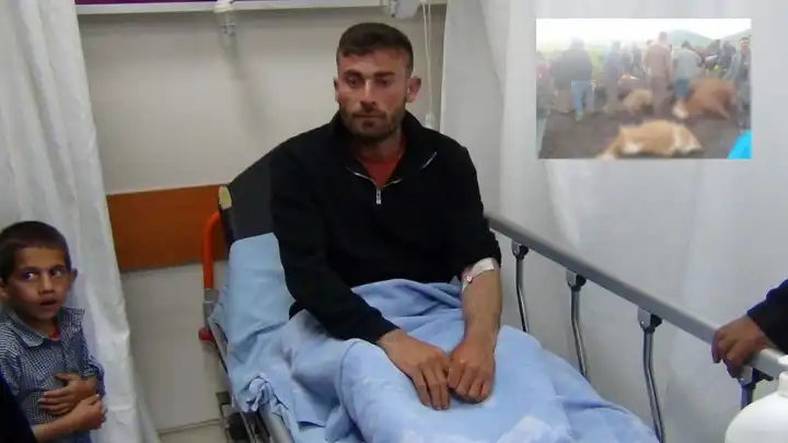 Kurban Bayramı öncesi 10 büyükbaş öldü