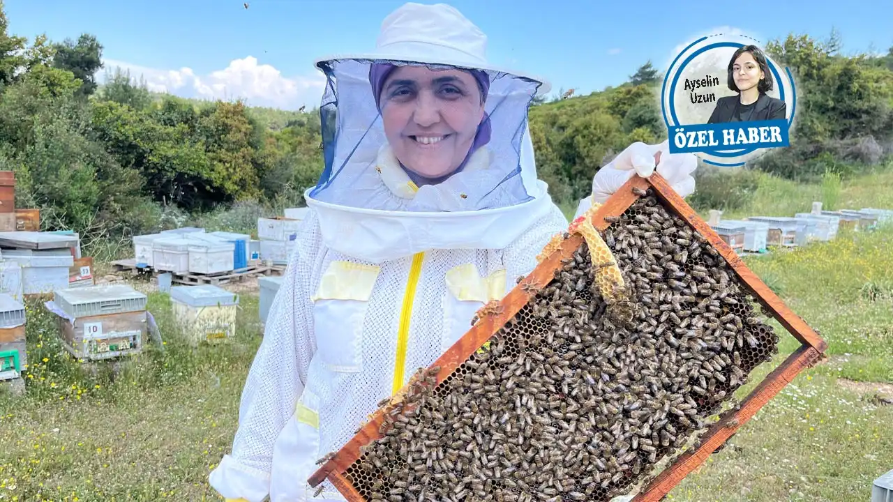 Türkiye’de arıcılık bitme noktasında haberinin görseli