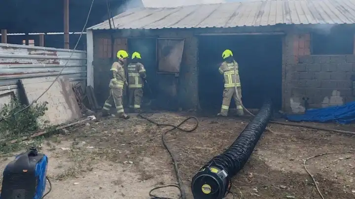Uşak'ta kuzular telef oldu