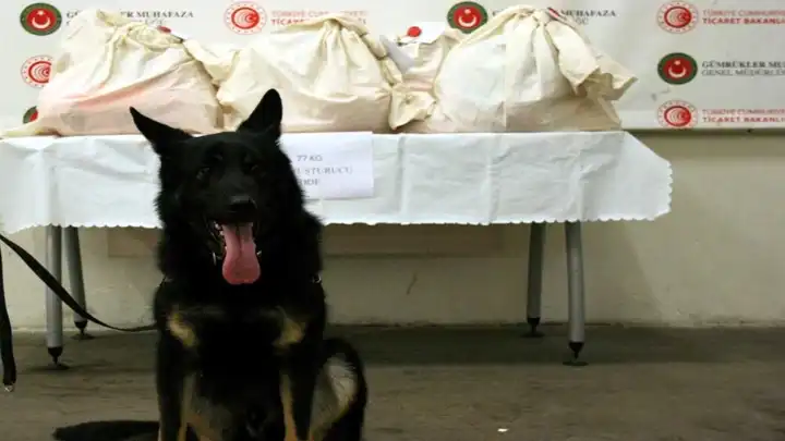Narkotik köpeği Neptun, zehir tacirlerinin oyununu bozdu!