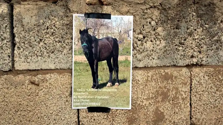 Kaybettiği atını, duvarlara fotoğrafını asarak arıyor