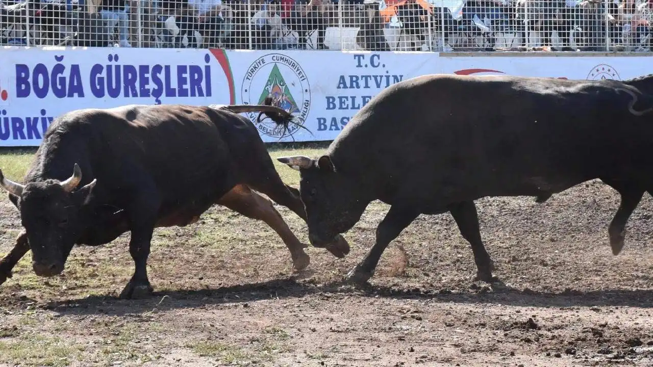 Türkiye’nin birçok kentinde düzenlenen boğa güreşlerine hayvan severlerden tepki  haberinin görseli