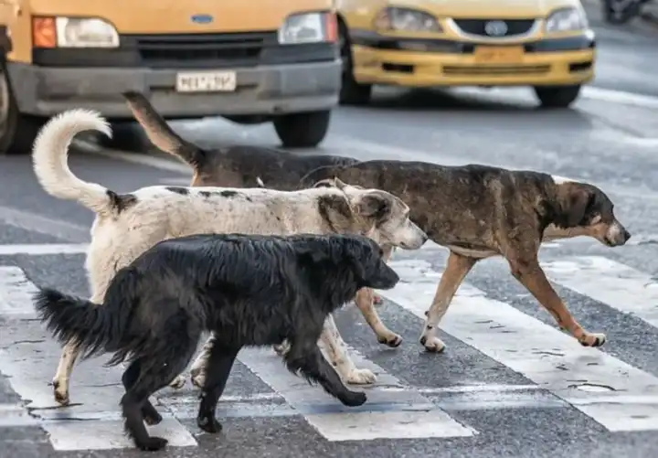 Kampüste köpek saldırısı: Üniversite öğrencisi hastanelik oldu