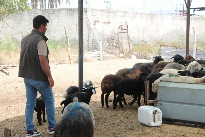 Husumetlisinin tarlasına zehirli arpa döktü: 77 küçükbaş telef oldu