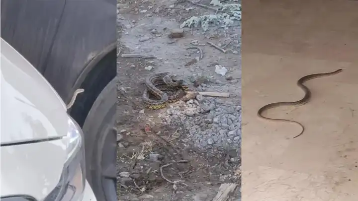 Yılanlar mahallede kol geziyor, vatandaş tedirgin
