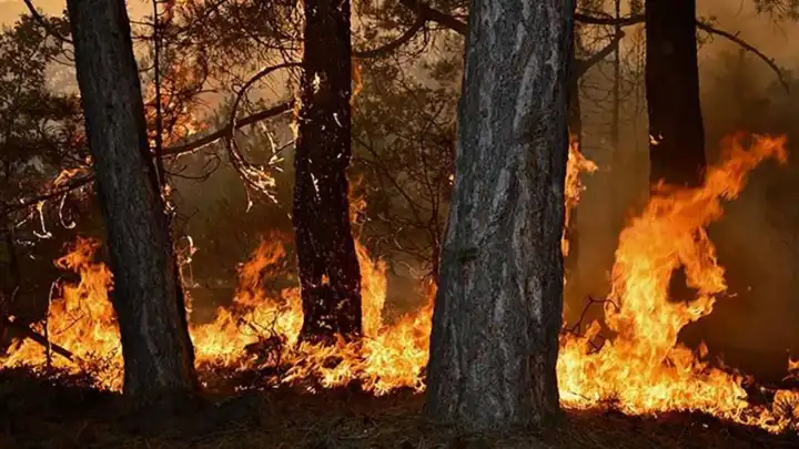 Orman yangınlarına karşı önlem: O ilde ormana giriş yasaklandı! haberinin görseli