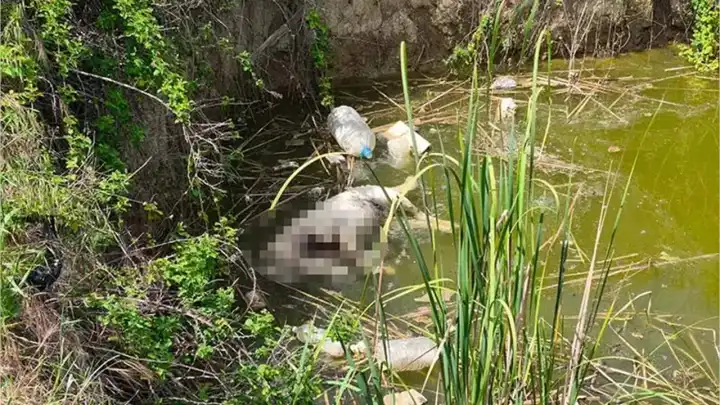Edirne'de vahşet: Su dolu çukurda başsız köpekler bulundu