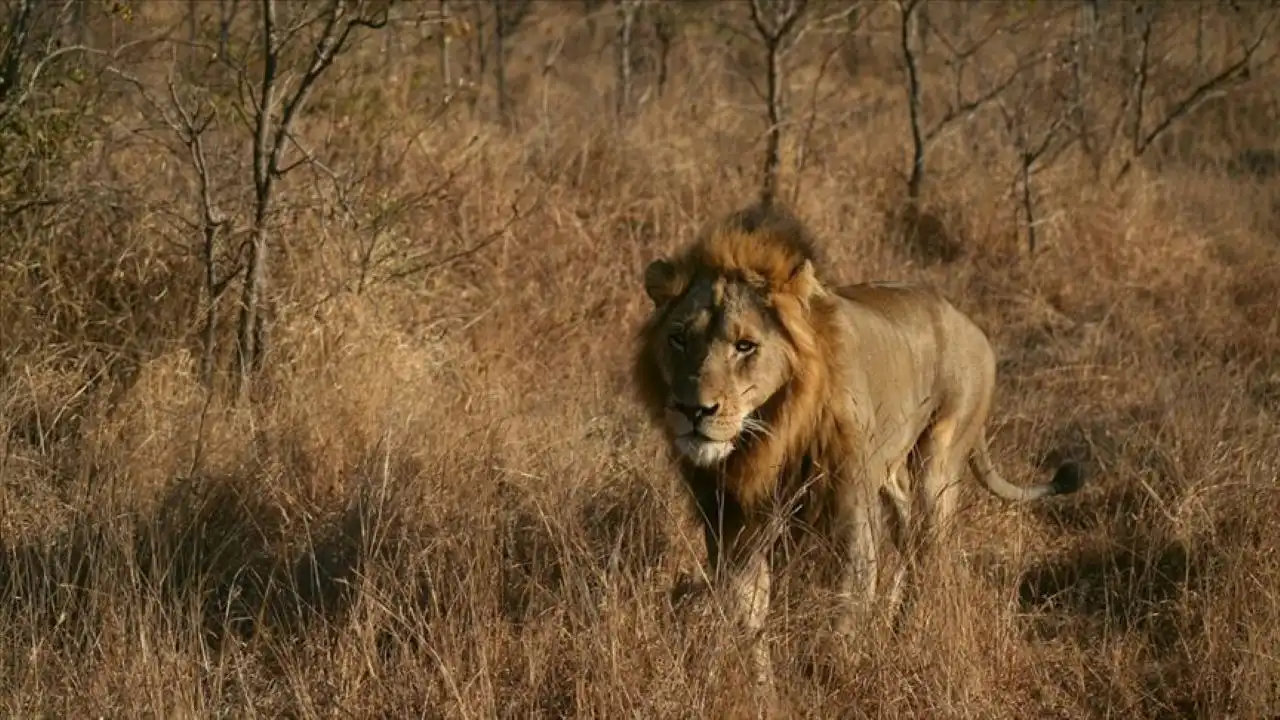 Safari kampında aslan saldırısı: Ünlü iş insanı hayatını kaybetti haberinin görseli
