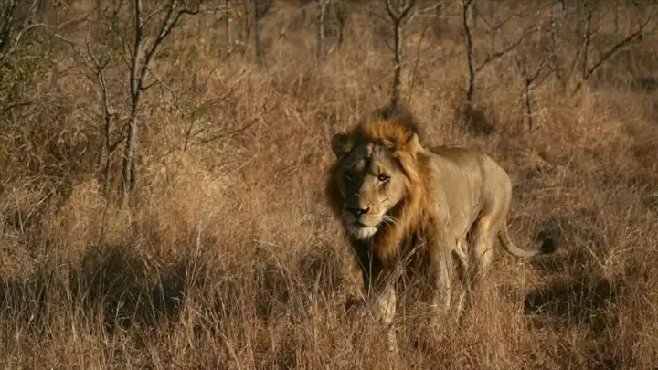Safari kampında aslan saldırısı: Ünlü iş hayatını kaybetti