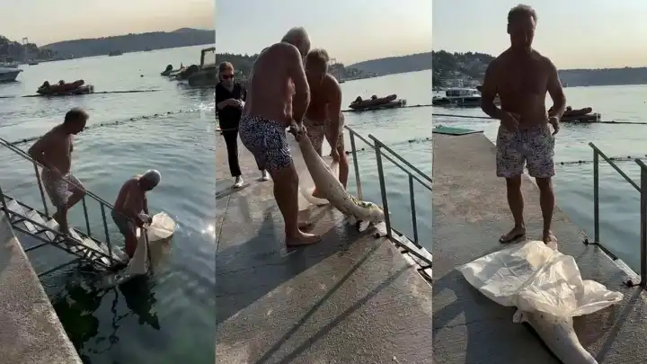Bebek sahiline beyaz yunus vurdu: Poşetle çöp konteynerine atıldı