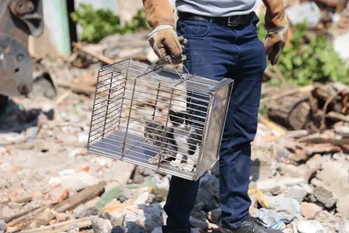 Konak’ta kurtarılan yavru kediler sıcak bir yuva bekliyor
