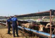 Çiğli’de kurban denetimleri bayramın ilk gününde başladı