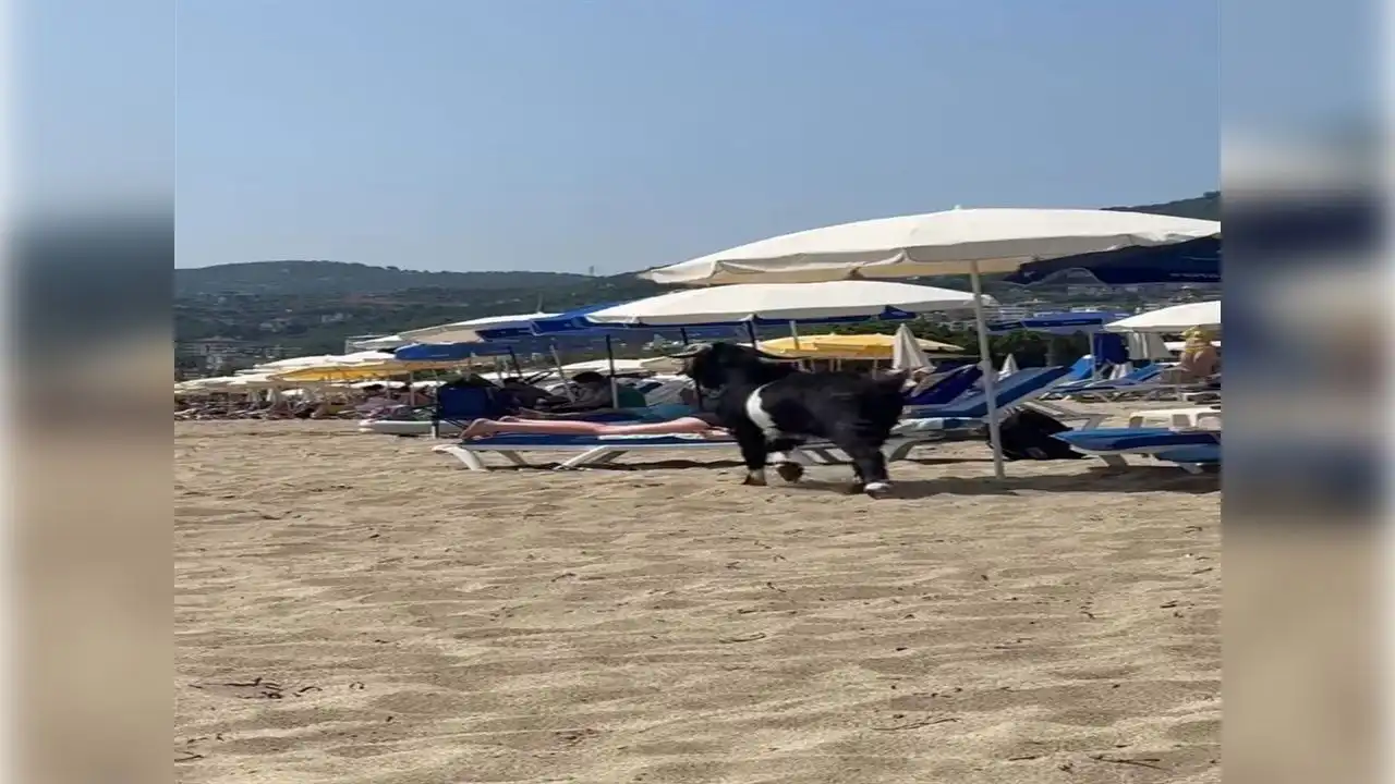 Kaçan kurbanlık keçi, plaja daldı haberinin görseli