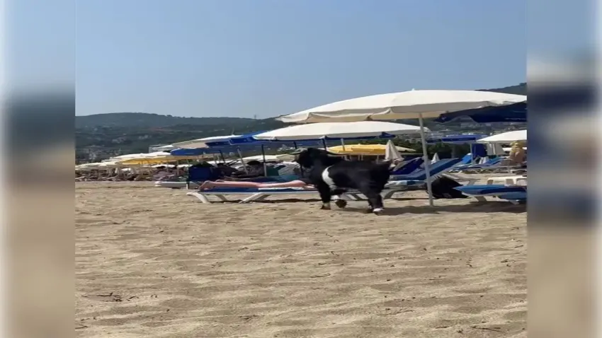 Kaçan kurbanlık keçi, plaja daldı haberinin görseli