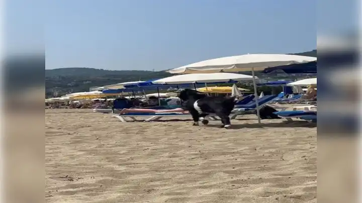 Kaçan kurbanlık keçi, plaja daldı