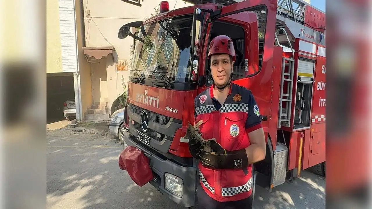 Ağaçta iki gün mahsur kalan kedi yavrusunu itfaiye ekipleri kurtardı haberinin görseli