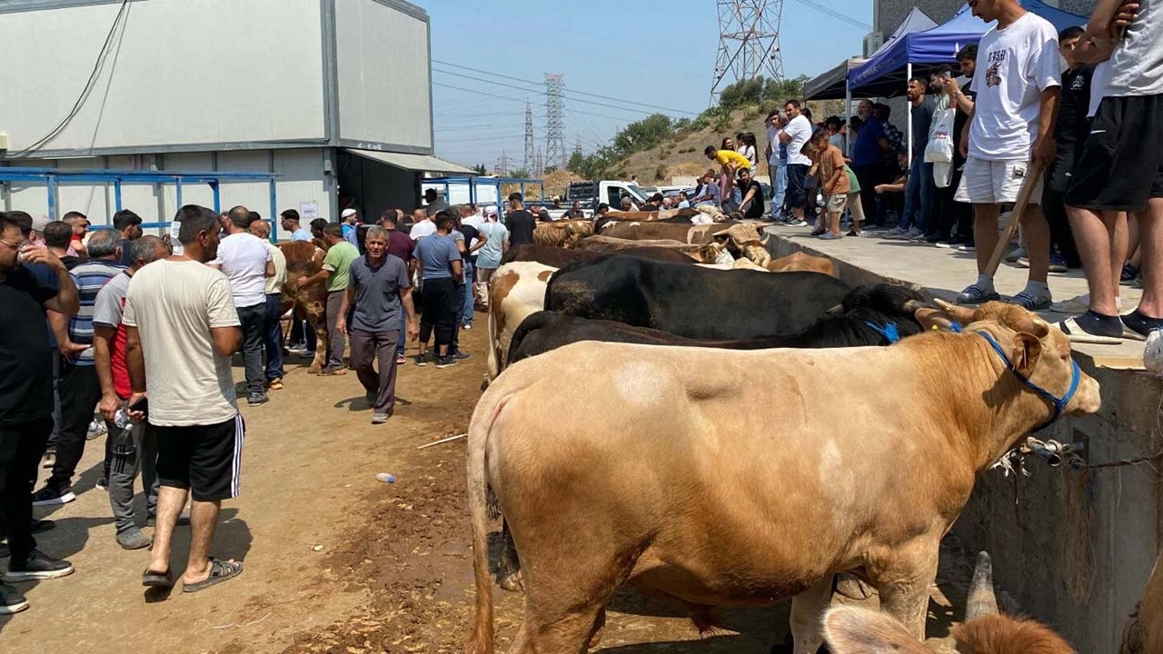 Kurban Bayramı kurban pazarı başlıklı video haberin görseli