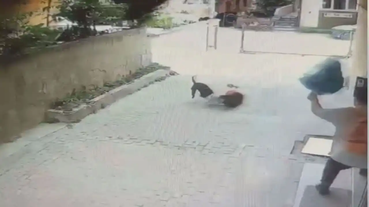Serbest bırakılan pitbull bir ay arayla 2 çocuğa saldırdı haberinin görseli