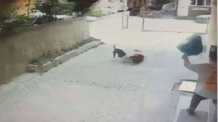 Serbest bırakılan pitbull bir ay arayla 2 çocuğa saldırdı