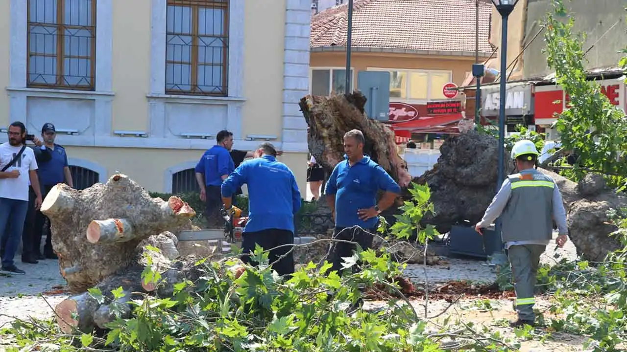 İzmir Kemeraltı'nda asırlık çınar ağacı devrildi haberinin görseli