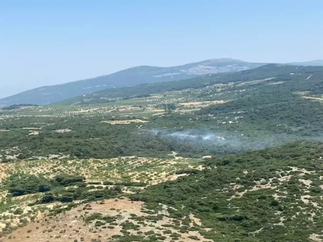 Aydın'da orman yangını: Kontrol altına alındı haberinin görseli