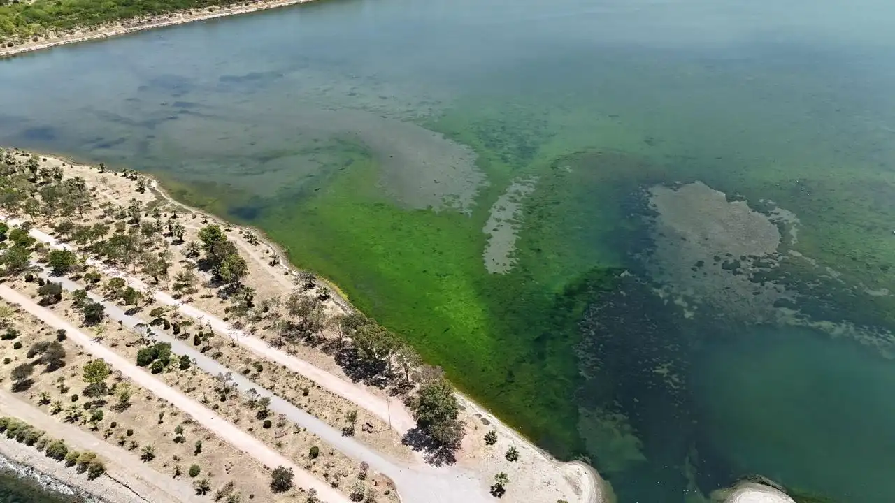 İzmir Çakalburnu Lagünü’nde deniz yosunu patlaması haberinin görseli