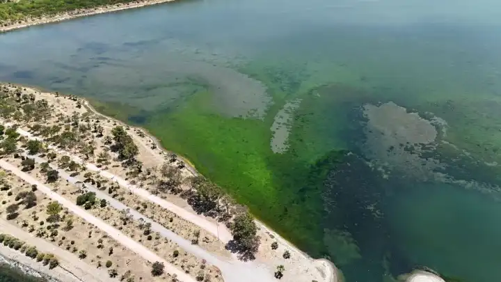 İzmir Çakalburnu Lagünü’nde deniz yosunu patlaması