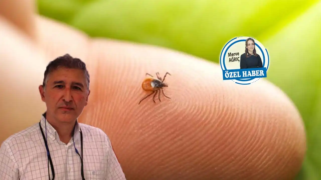 Türkiye’de yeni kene türü alarmı: Ölümcül olabiliyor haberinin görseli