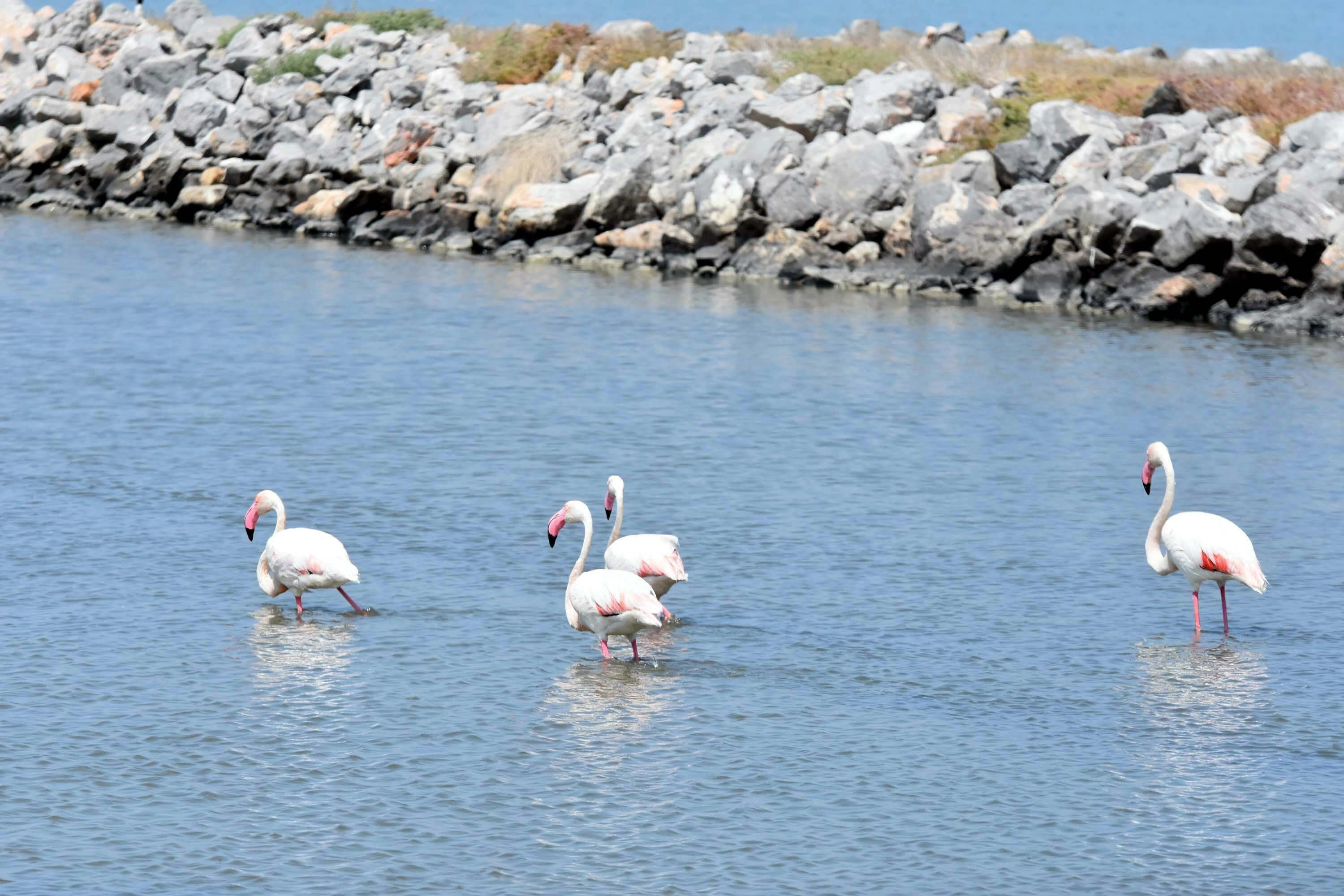 İzmir Kuş Cenneti’nde 13 Bin Yavru Flamingo Hayata Gözlerini Açtı başlıklı video haberin görseli